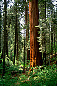 Coastal Redwood forest