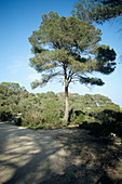 Aleppo pine