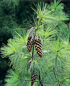 Pinus wallichiana cones