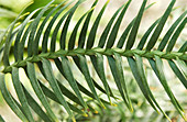 Wollemi pine (Wollemia nobilis)