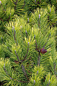 Mountain pine (Pinus mugo 'Winter Gold')