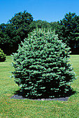 Balsam fir (Abies 'Compacta')