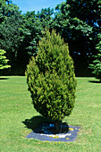 Chilean cedar (Austrocedrus chilensis)
