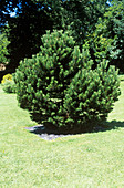 Mugo pine (Pinus mugo 'Groom')