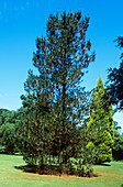 Monterey pine (Pinus radiata)