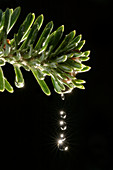 Water drops on a pine tree