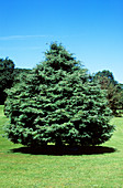 Moss sawara cypress