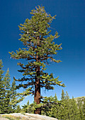 Red fir tree (Abies magnifica)