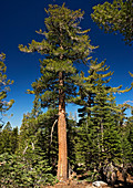 Western white pine (Pinus monticola)