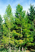 European larch trees (Larix decidua)