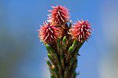 Scot's pine female flowers