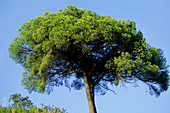 Aleppo pine tree (Pinus halepensis)