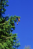 European spruce (Picea excelsa)
