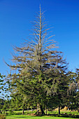 Sitka spruce (Picea sitchenis)