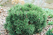 Mountain pine (Pinus mugo 'Mops')