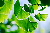 Ginkgo leaves (Ginkgo biloba)