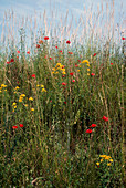 Wild flowers beside a road in France