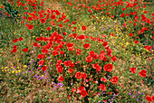 Flowering poppy field,Roussillon,France