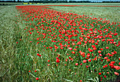 Field poppies in a barley field
