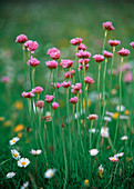 Sea pinks & daisies