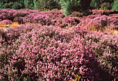 Heather in bloom