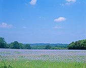 Poppies and perennial flax