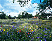 Field of wild flowers