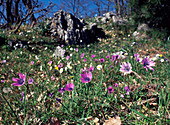 Peacock anemones & wood daisies