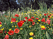 Poppies and corn marigolds