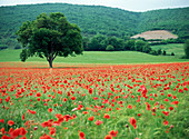 Poppies