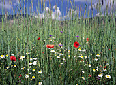 Spelt with wildflowers