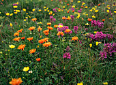 Golden hawkbit