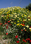 Crown daisies