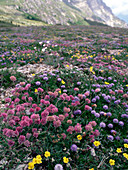 Alpine flowers