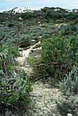 Sandveld vegetation