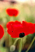 Red poppy (Papaver sp.)