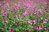 Red campion (Silene dioica)