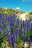 Viper's bugloss (Echium vulgare)