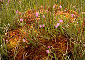 Cross-leaved heath and sphagnum moss