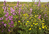 Common mallow and bristly ox-tongue