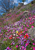 Mediterranean wildflowers