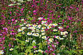 Meadow flowers