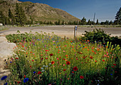 Wildflowers at a roadside