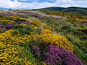 Mixed wildflowers on moorland
