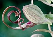 Flower of European wild orchid