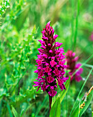 Northern marsh orchid flowers
