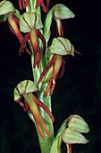 Man orchid flowers