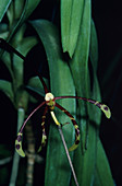 Spider orchid flower