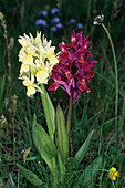 Elder-flower orchid
