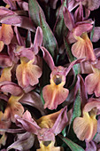 Elder-flower orchid flowers